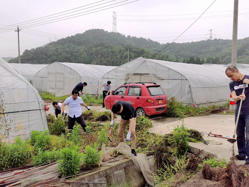 行動踐初心 除草助農(nóng)忙——集團(tuán)第三黨支部開展主題黨日黨員實(shí)踐活動